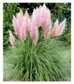 Produktbild: BALDUR Garten 1x Rosa Pampasgras, Pflanze im 9x9 cm-Topf, Cortaderia Ziergras, winterharte Staude, mehrjährig, pflegeleicht, Wasserbedarf gering, blühend, Cortaderia selloana rosea
