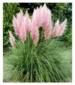 Produktbild: Rosa Pampasgras, 1 Pflanze Cortaderia