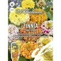 Produktbild: Zinnia Candy Stripe Samen, Saatgut