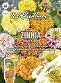 Produktbild: Zinnia Candy Stripe, Mischung in weiß, gelb und orange, Samen, Zinnie, 03250