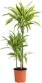Produktbild: Dehner Drachenbaum Lemon Lime, dreitriebig, ca. 110-120 cm, Ø Topf 21 cm, Zimmerpflanze