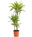 Produktbild: Dehner Drachenbaum Lemon Lime, dreitriebig, ca. 110-120 cm, Ø Topf 21 cm, Zimmerpflanze