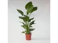 Produktbild: Plant in a Box - Paradiesvogelblume - Strelitzie - Strelitzia nicolai - Höhe 150-170cm - Topf 28cm