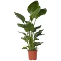 Produktbild: Plant in a Box XXL Strelitzia Nicolai - Paradiesvogelpflanze Höhe 150-170cm