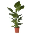 Produktbild: Plant in a Box - Strelitzia Nicolai XXL - Große lebende grüne Interieurpflanze - Paradiesvogelpflanze - Topf 28cm - Höhe 150-170cm