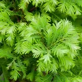 Produktbild: Urweltmammutbaum Chubby 40-60cm - Metasequoia glyptostroboides - lebende Gartenpflanze aus den Baumschulen