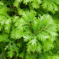 Produktbild: Urweltmammutbaum Chubby 40-60cm - Metasequoia glyptostroboides