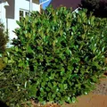 Produktbild: Kirschlorbeer Rotundifolia 60-80cm - Prunus laurocerasus