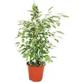 Produktbild: Exotenherz Ficus Benjamini Twilight Birkenfeige 14cm