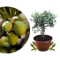 Produktbild: Meine Orangerie Olivenbaum Bonsai - echtes Olivenbäumchen - Olea Europaea - Olive Tree - altes Olivenstämmchen in der Schale - Bonsai Olive mit kurzem Stamm - Olivenbaum echt