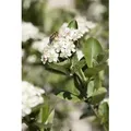 Produktbild: Aronia Prunifolia 'nero' C 3 40- 60
