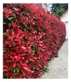 Produktbild: Immergrün Photinia-Hecke 'Red Robin', 10 Pflanze Glanzmispel winterhart