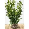 Produktbild: Prunus,aurocerasus 'Novita' 120-140 cm