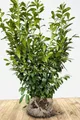 Produktbild: Prunus laurocerasus 'Novita' 120-140 cm - Kirschlorbeer, immergrün, ideal als Hecke, schnellwachsend, pflegeleicht und winterhart