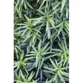 Produktbild: Taxus Baccata Fastigiata Aureomarginata Gelbbunter Eibenbaum 30–40 cm