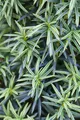 Produktbild: Taxus baccata 'Fastigiata Aureomarginata', Gelbbunter Eibenbaum, 30–40 cm