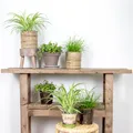 Produktbild: Bloomique - 6er-Set - Haustierfreundliche Pflanzen - Chlorophytum, Cyperus, Callisia - Zimmerpflanzen - Höhe 20-30 cm - Topf 12 cm