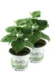 Produktbild: 2er Set Andenbeere (Physalis peruviana), frische Kapstachelbeere Pflanze