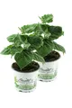 Produktbild: Enseleits 2er Set Andenbeere (Physalis peruviana), frische Kapstachelbeere Pf...