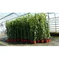 Produktbild: 8 Stück Efeu Pflanze Hedera helix 180 - 200 cm Pyramide Säule winterhart Kletterpflanze Hecke Sichtschutz blickdicht