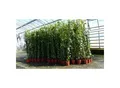 Produktbild: 8 Stück Efeu Pflanze Hedera helix 180 - 200 cm Pyramide Säule winterhart Kletterpflanze Hecke Sichtschutz blickdicht