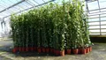 Produktbild: 8 Stück Efeu Pflanze Hedera helix 180-200 cm Pyramide winterhart Kletterpflanze