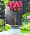 Produktbild: BALDUR Garten Zierstrauch Hortensien-Stämmchen 'Bloody Marie®', 1 St., Schmetterlingsmagnet, winterhart, mehrjährig, lange Blütezeit