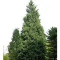 Produktbild: Leyland-Zypresse Pyramidalis 40-60cm - Cupressocyparis,eylandii