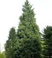 Produktbild: Leyland-Zypresse Pyramidalis 40-60cm - Cupressocyparis leylandii