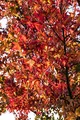 Produktbild: Liquidambar styraciflua 'Worplesdon' 100–125 cm – Winterhart, Mehrjährig, Pflegeleicht – Amberbaum – Zierbaum für Garten & Einzelstellung