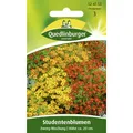 Produktbild: Studentenblume, Zwerg-Mischung