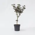 Produktbild: Plant in a Box - Japanischer Ahorn - Acer palmatum 'Starfish' - Höhe 60-70cm - Topf 19cm