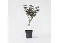 Produktbild: Plant in a Box - Japanischer Ahorn - Acer palmatum 'Starfish' - Höhe 60-70cm - Topf 19cm