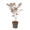 Produktbild: Plant in a Box - Acer palmatum 'Starfish' - Japanischer Ahorn Winterhart - Topf 19cm - Höhe 60-70cm