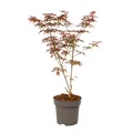 Produktbild: Plant in a Box  Japanischer Ahorn Acer palmatum 'Starfish' 60cm Baum