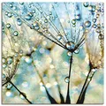 Produktbild: ARTLAND Wanddeko Leinwand Bilder Wandbild 50 x 50 cm Wellness Innere Ruhe Pflanzen Blumen Pusteblume Regen Tau Wasser Diamanten S9MF