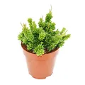 Produktbild: Exotenherz Rhipsalis mesembryanthemoides - Korallenkaktus - im 12cm Topf - sukkulente Zimmerpflanze