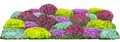 Produktbild: Dehner Bio Stauden-Set Bodendecker, je 4x 6 verschiedene Gartenstauden, insgesamt 24 mehrjährige Pflanzen, je 5-20 cm exkl. Pflanztopf, Ø Topf je 9 cm, rot / weiß / gelb / lila