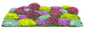 Produktbild: Dehner Staude Bio Stauden-Set Bodendecker, je 5-20 cm exkl. Pflanztopf, Ø Topf 9 cm, je 4x 6 verschiedene, mehrjährige Gartenstauden