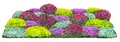 Produktbild: Bio Stauden-Set Bodendecker je 4x 6 mehrjährige Gartenstauden je 5-20 cm, Dehner