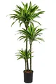 Produktbild: Dehner Drachenbaum Lemon Lime, in Hydrokultur, ca. 140 cm, Ø Topf 18 cm