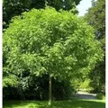 Produktbild: Hochstamm Kugel Esche Grüne Kugel 40-60cm - Fraxinus
