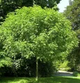 Produktbild: Hochstamm Kugel Esche Grüne Kugel 40-60cm - Fraxinus