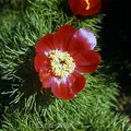Produktbild: Netzblatt Pfingstrose - Paeonia tenuifolia - lebende Gartenpflanze aus den Baumschulen