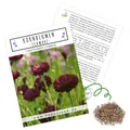 Produktbild: Kornblumen Samen (Centaurea cyanus) - Wunderschön leuchtende Blumen (Schwarz)