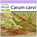 Produktbild: SAFLAX - BIO - Kümmel - 800 Samen - Carum carvi