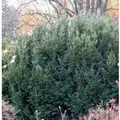 Produktbild: Eibe Osterberg 30-40cm - Taxus baccata
