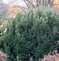 Produktbild: Eibe Osterberg 30-40cm - Taxus baccata