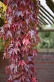Produktbild: Parthenocissus tricuspidata 'Veitchii Robusta' 60-100 cm – Winterhart, Mehrjährig, Pflegeleicht – Wilder Wein – Kletterpflanze für Fassade & Rankhilfe
