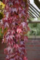 Produktbild: Pflanzen für Dich Kletterpflanze Parthenocissus tric. Veitchii Robusta, 1 St., Wilder Wein, Dreispitzige Jungfernrebe, Mauerwein, selbstkletternd, herbstfärbung rot